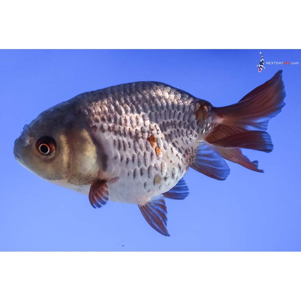 3.5” Imported Calico Ranchu