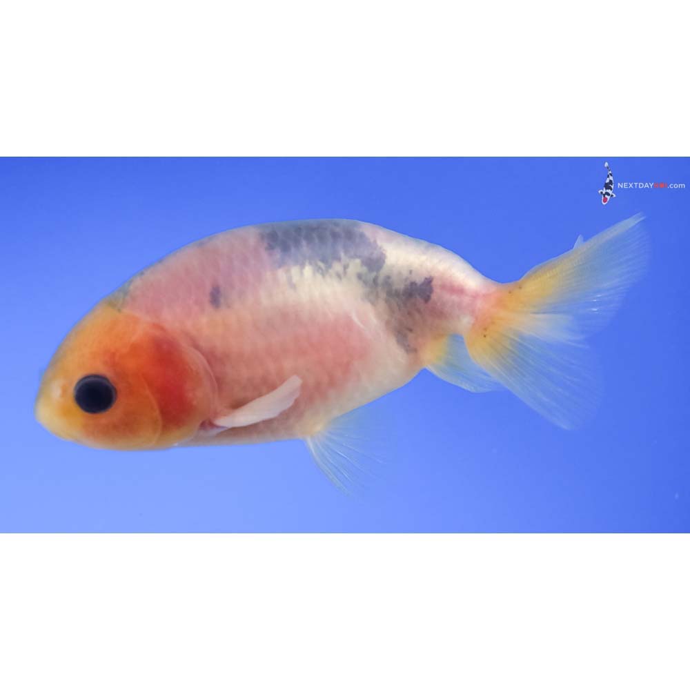 3.5” Imported Calico Ranchu