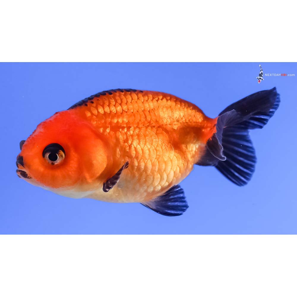 2.5” Imported Red and Black Ranchu