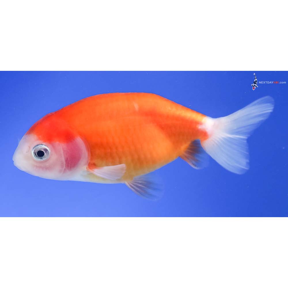 3” Imported Red and White Ranchu 