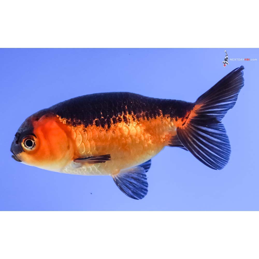 3” Imported Red and Black Ranchu