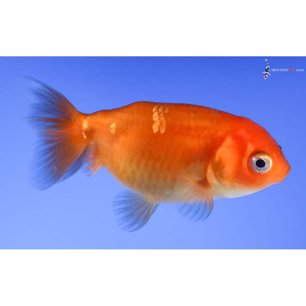 3” Imported Red Ranchu