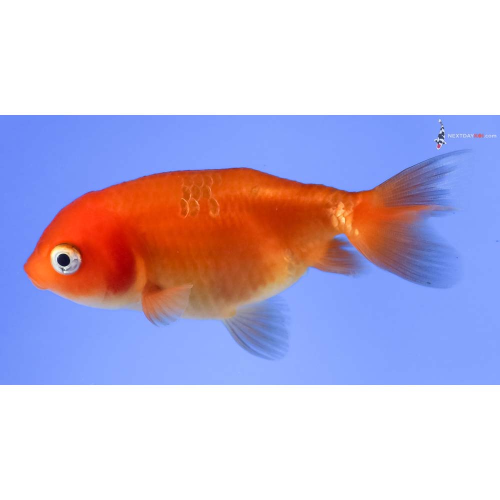 3” Imported Red Ranchu