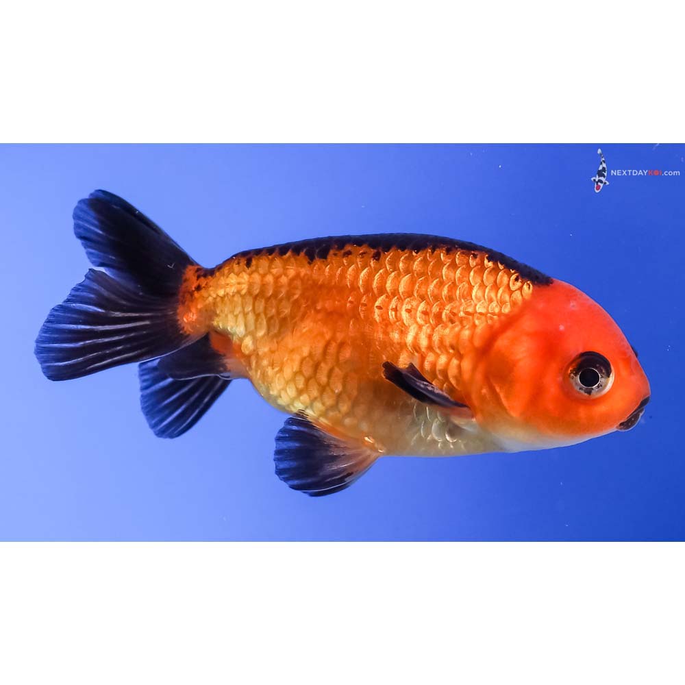 3” Imported Red and Black Ranchu