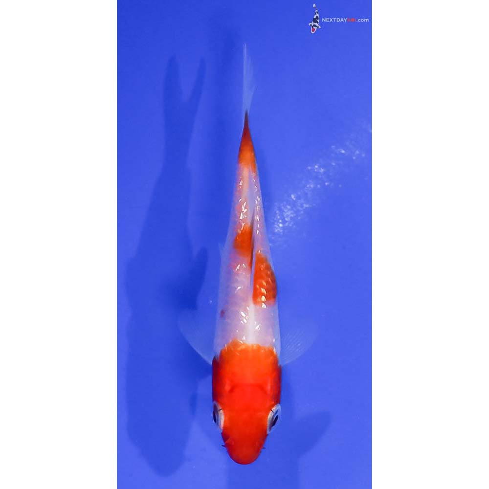3” Imported Gin Rin Kohaku