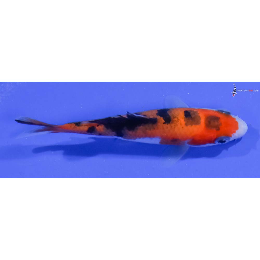 3” Imported Aka Sanke