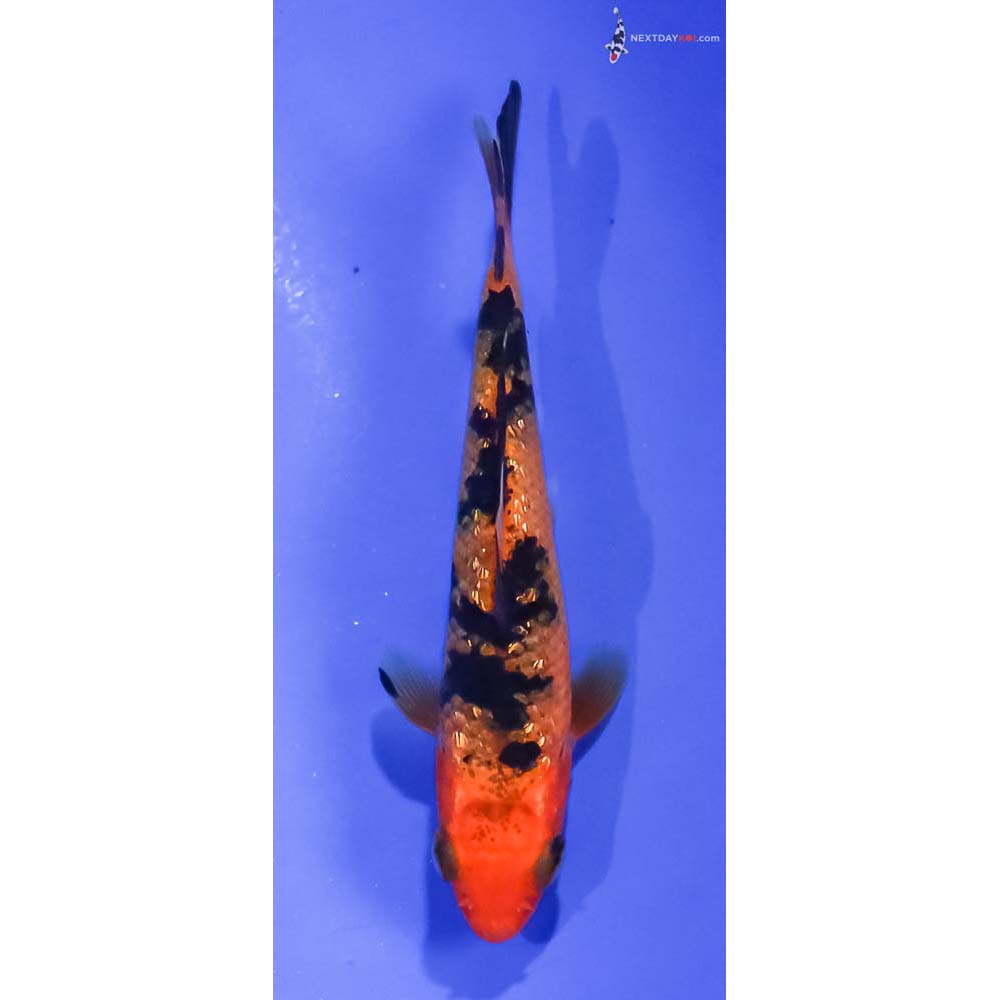 3” Imported Gin Rin Aka Bekko