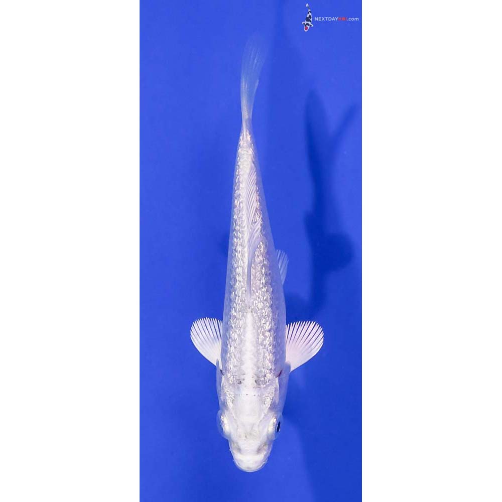 3.5” Imported Gin Rin Platinum Ogon