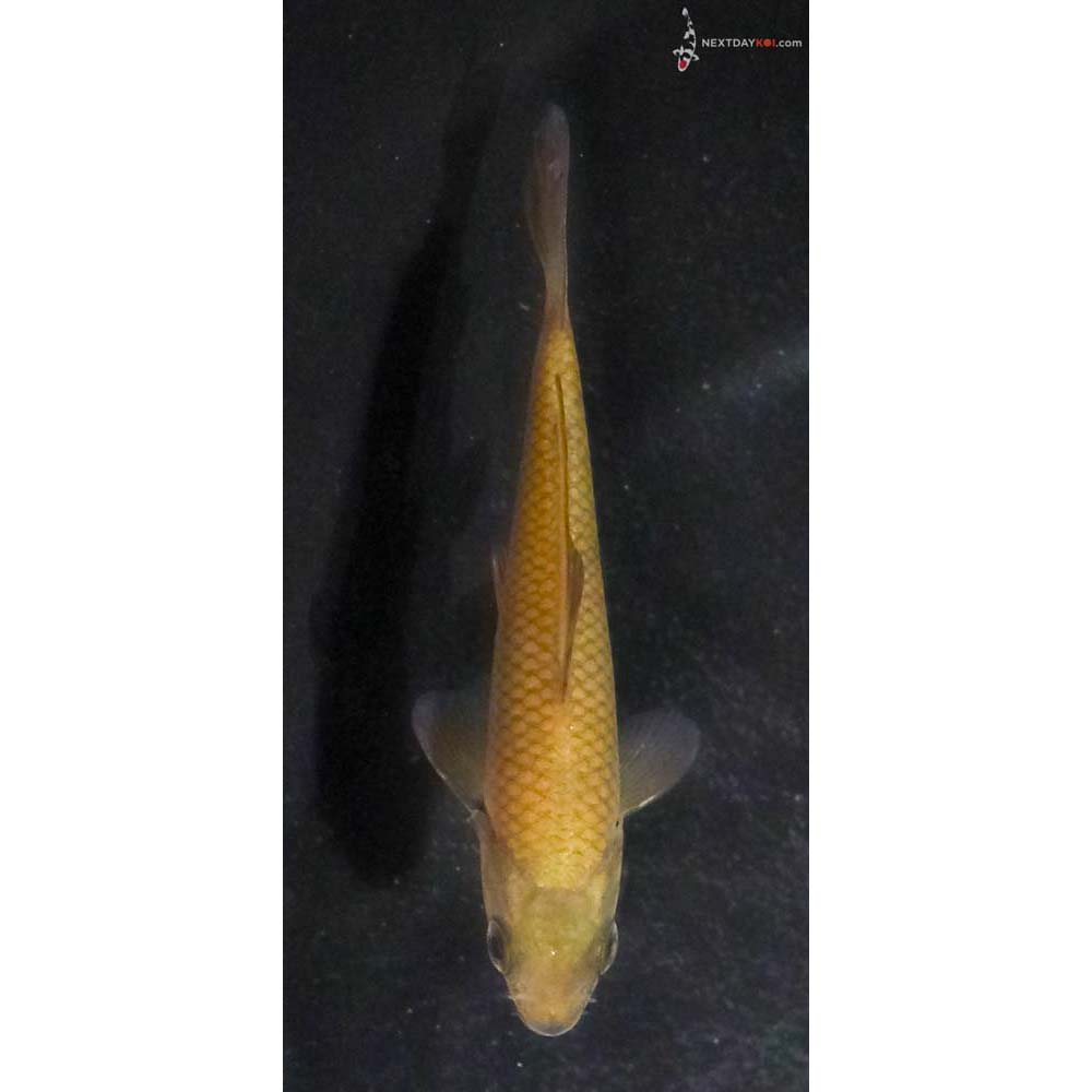 3” Imported Chagoi