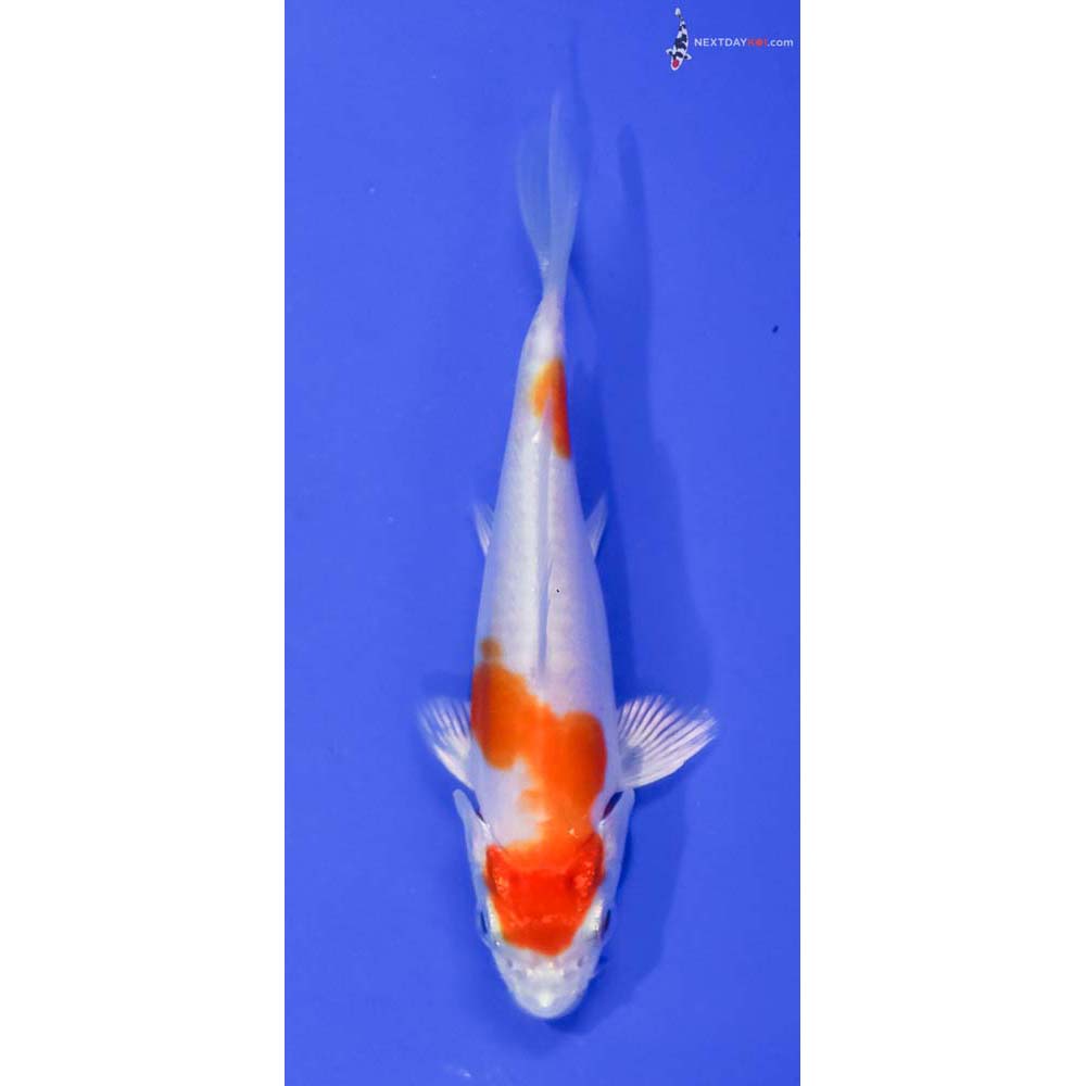 3.5” Imported Kikusui