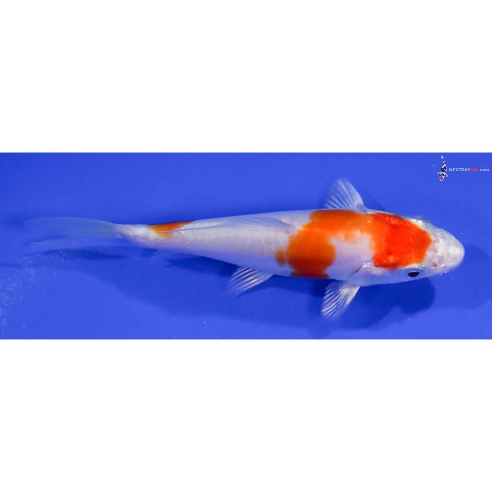 3.5” Imported Kikusui