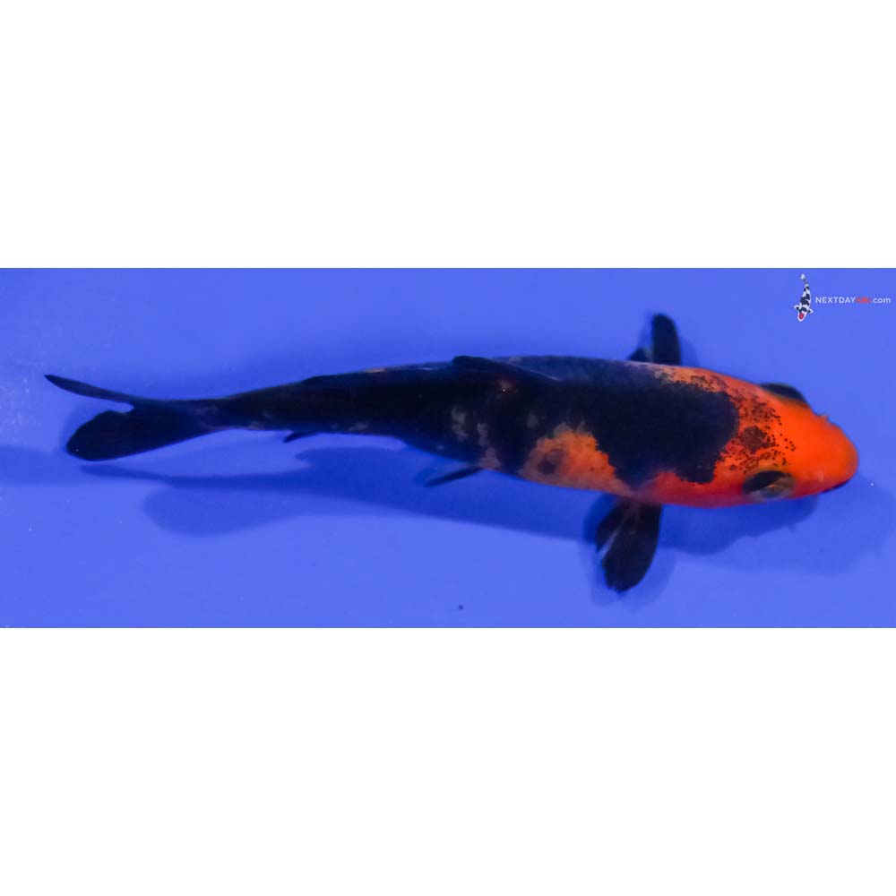 3.5” Imported Aka Bekko