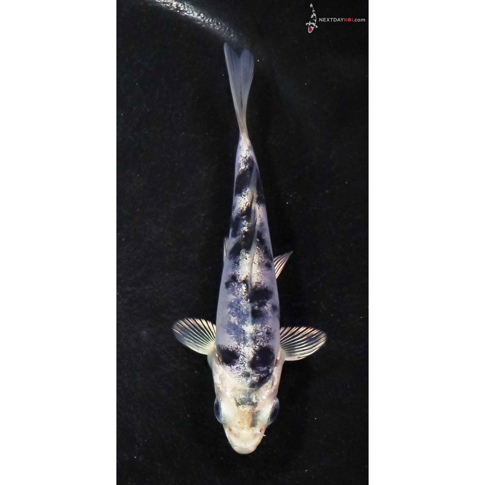 4” Imported Doitsu Gin Shiro Bekko