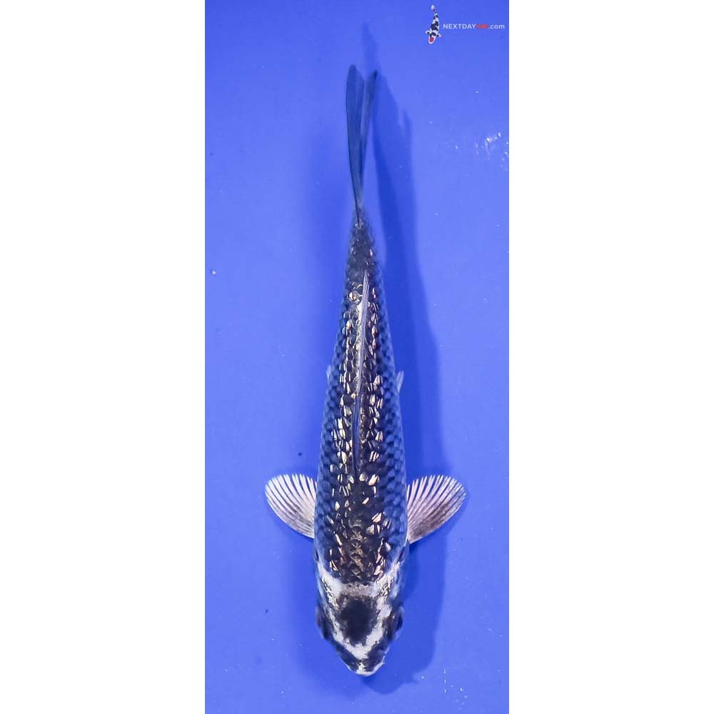 4” Imported Gin Rin Gin Matsuba