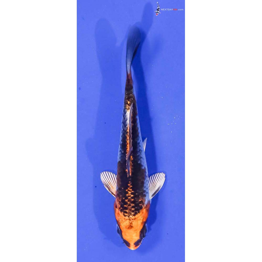 4” Imported Kujaku