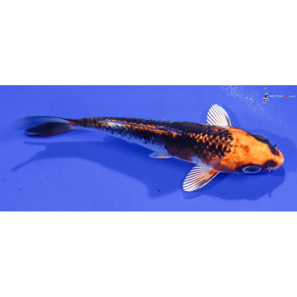 4” Imported Kujaku