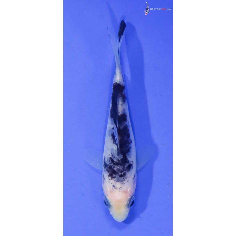 3” Imported Shiro Bekko