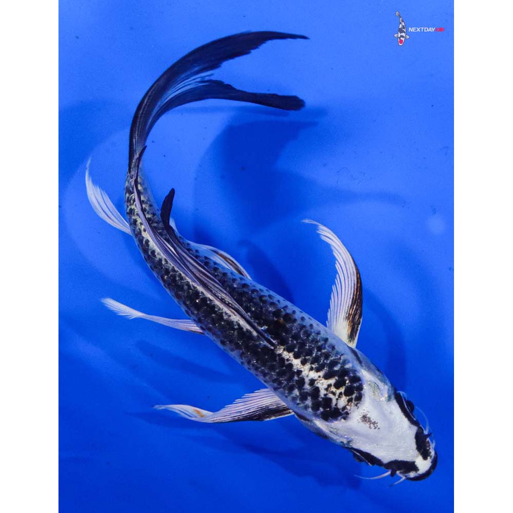 6.5” Imported Gin Matsuba Butterfly Koi