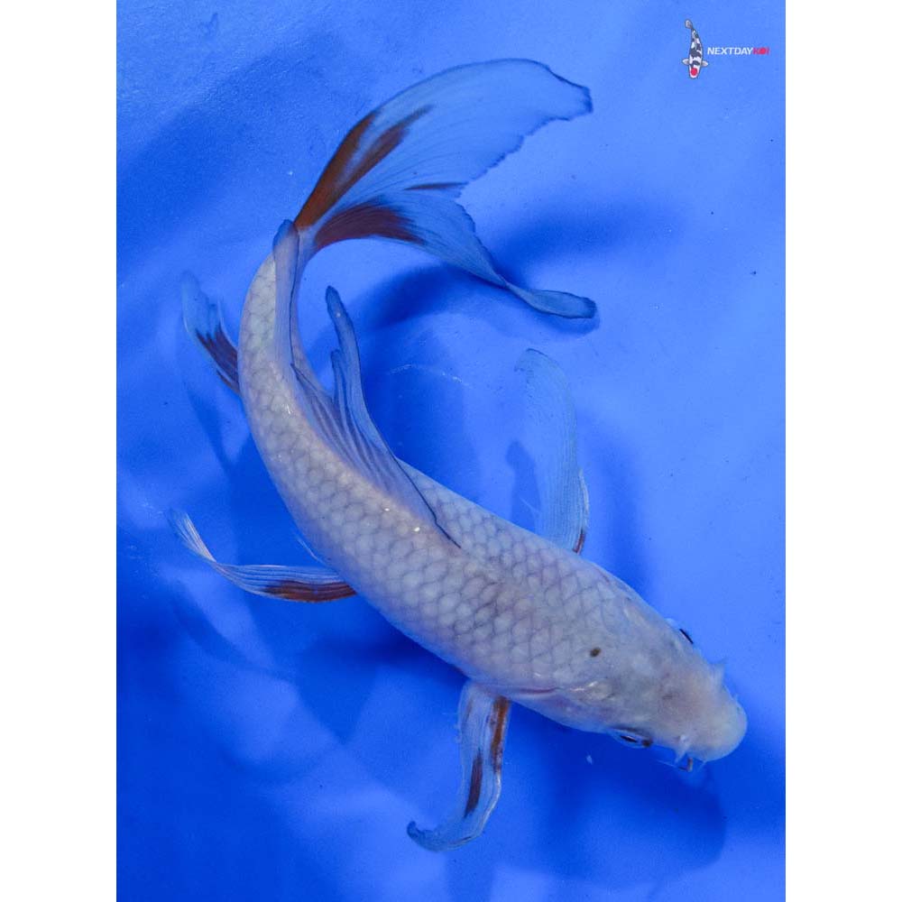 6.5” Imported Soragoi Butterfly Koi
