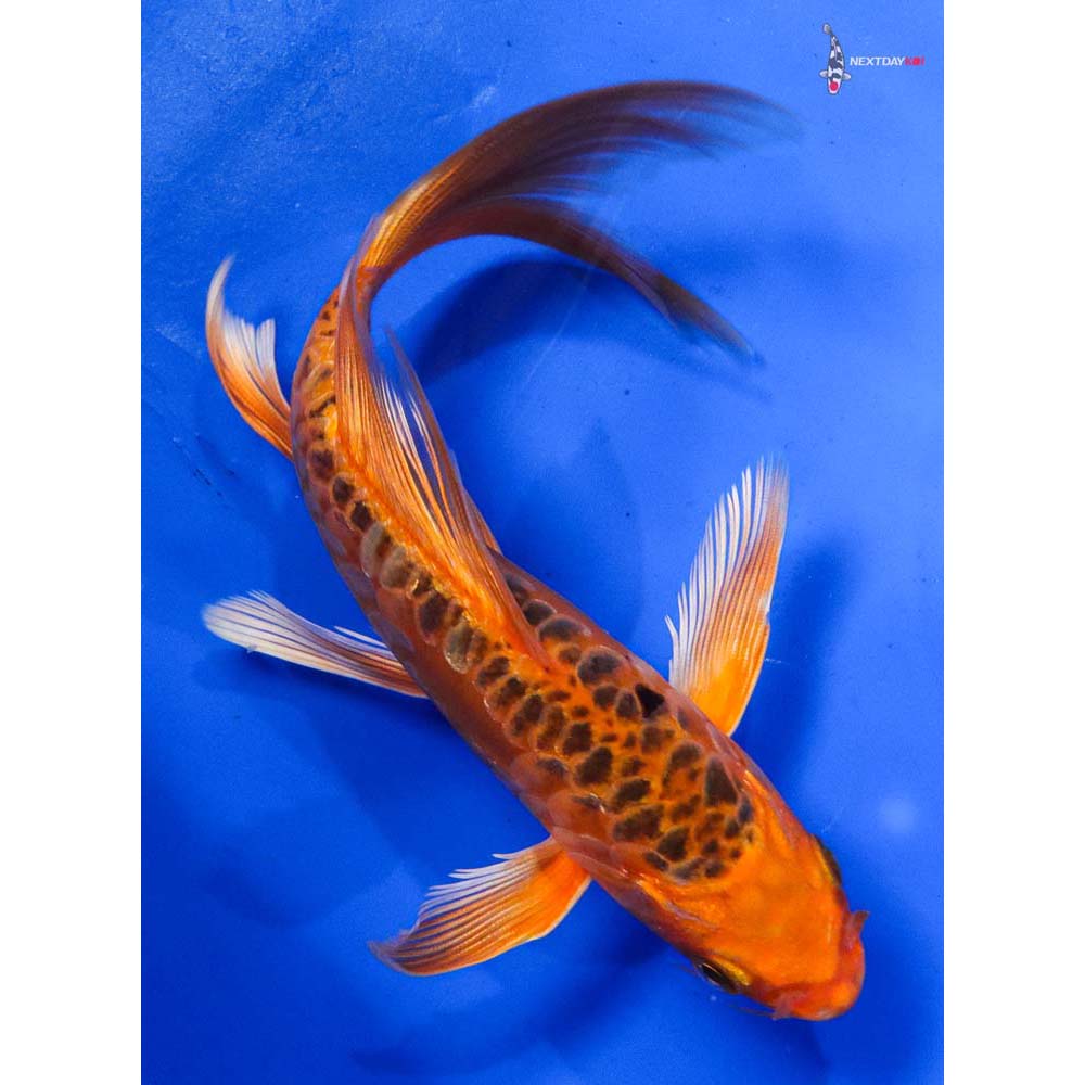 6.5” Imported Armor Scaled Orenji Matsuba Butterfly Koi