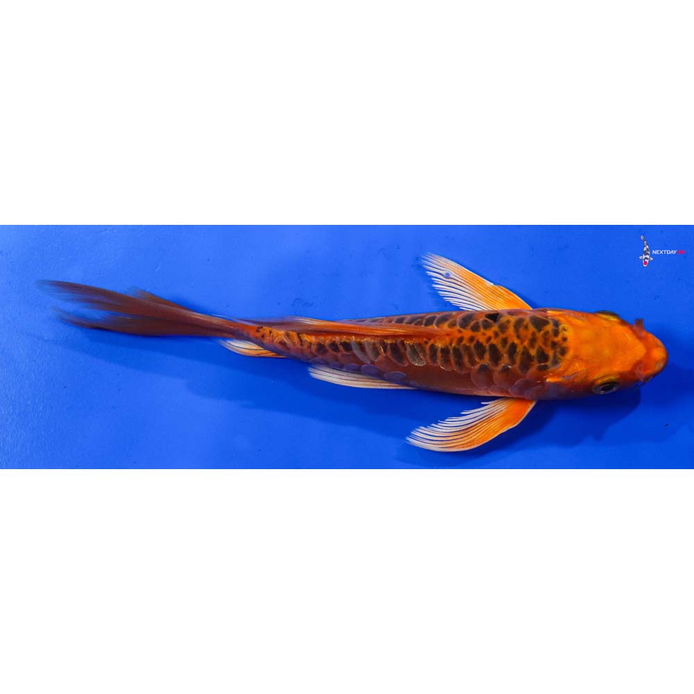6.5” Imported Armor Scaled Orenji Matsuba Butterfly Koi