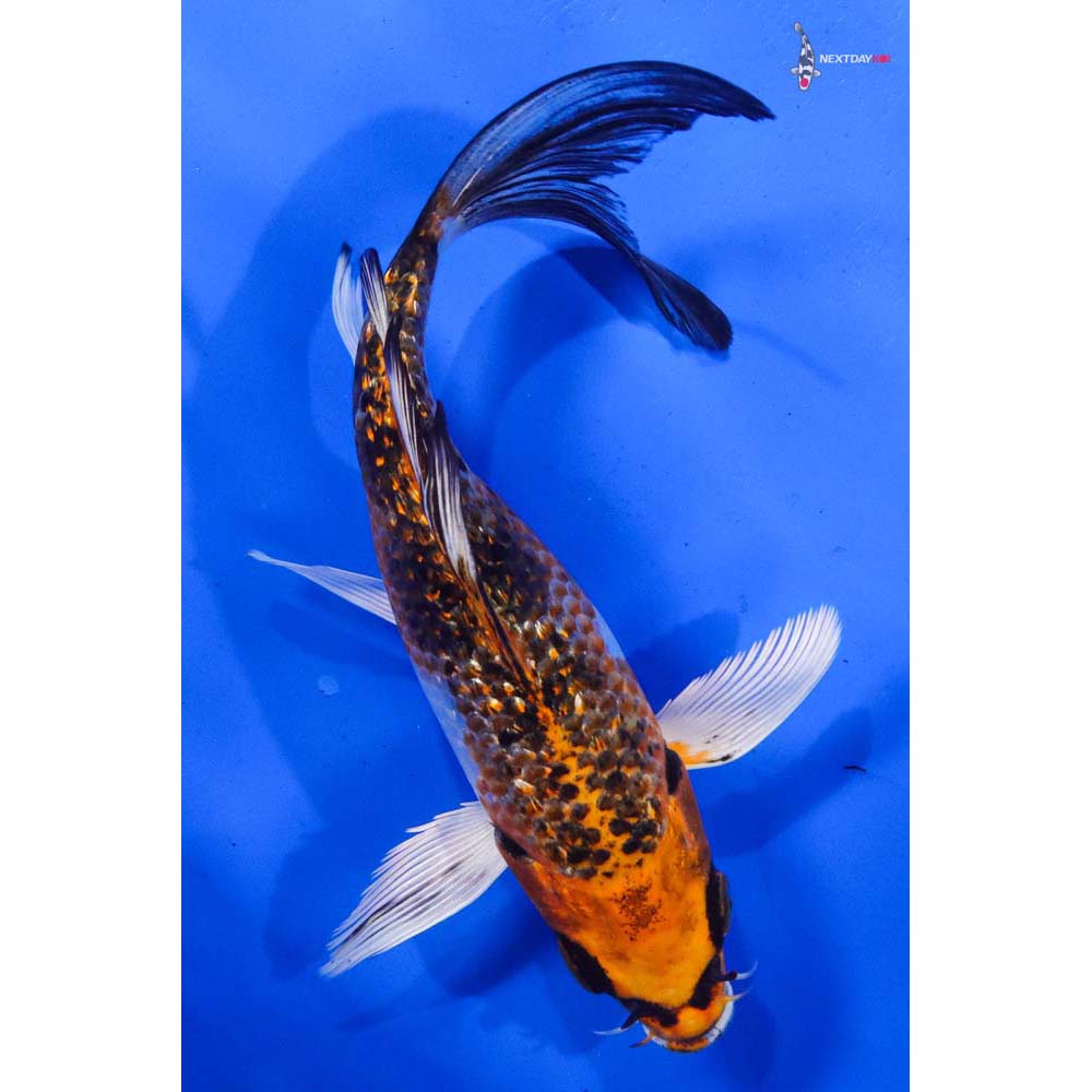 6.5” Imported Gin Rin Kujaku Butterfly Koi