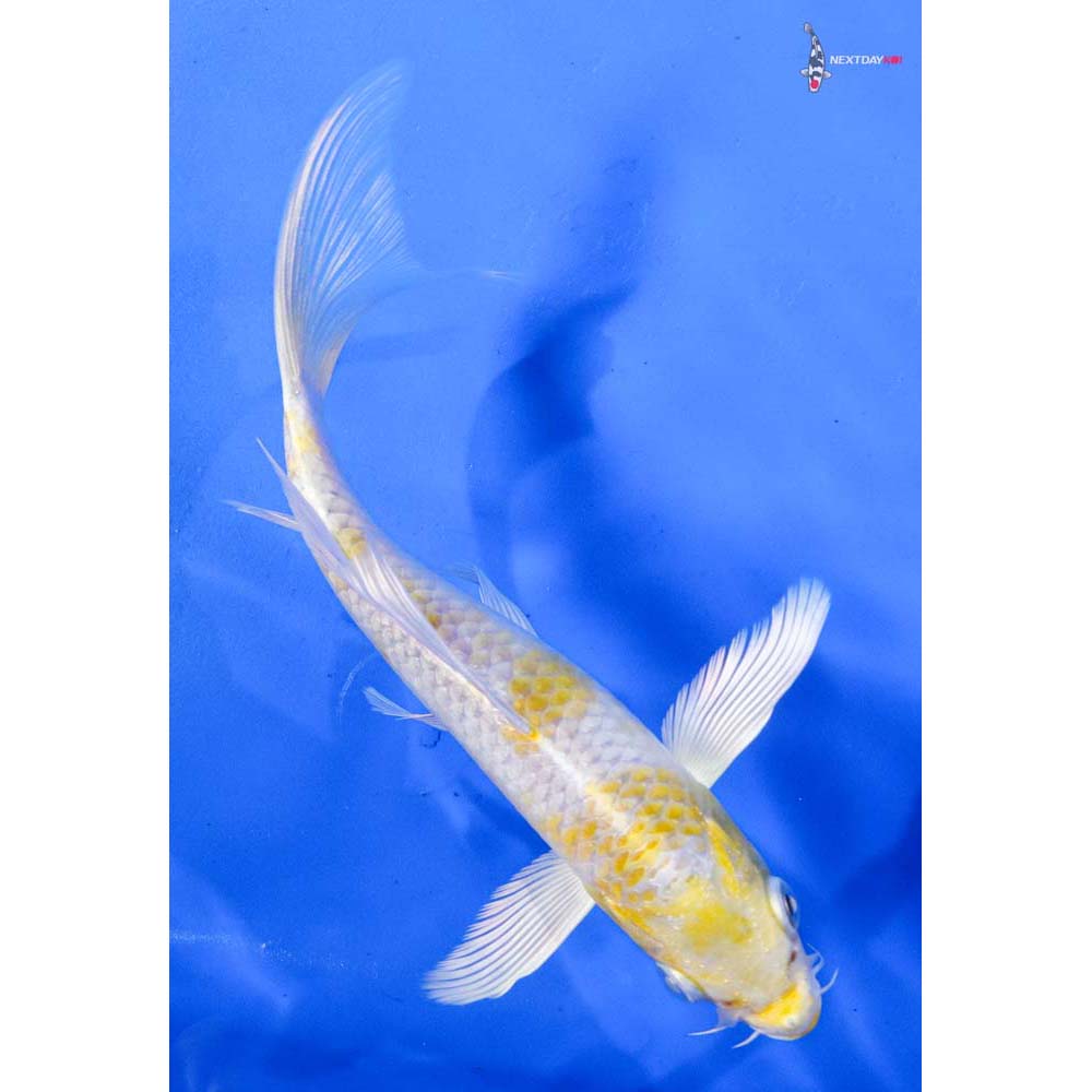 7” Imported Lemon Hariwake Butterfly Koi