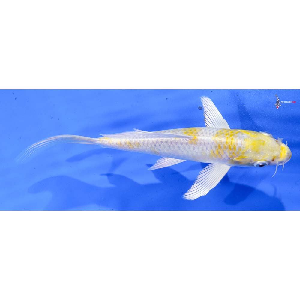 7” Imported Lemon Hariwake Butterfly Koi