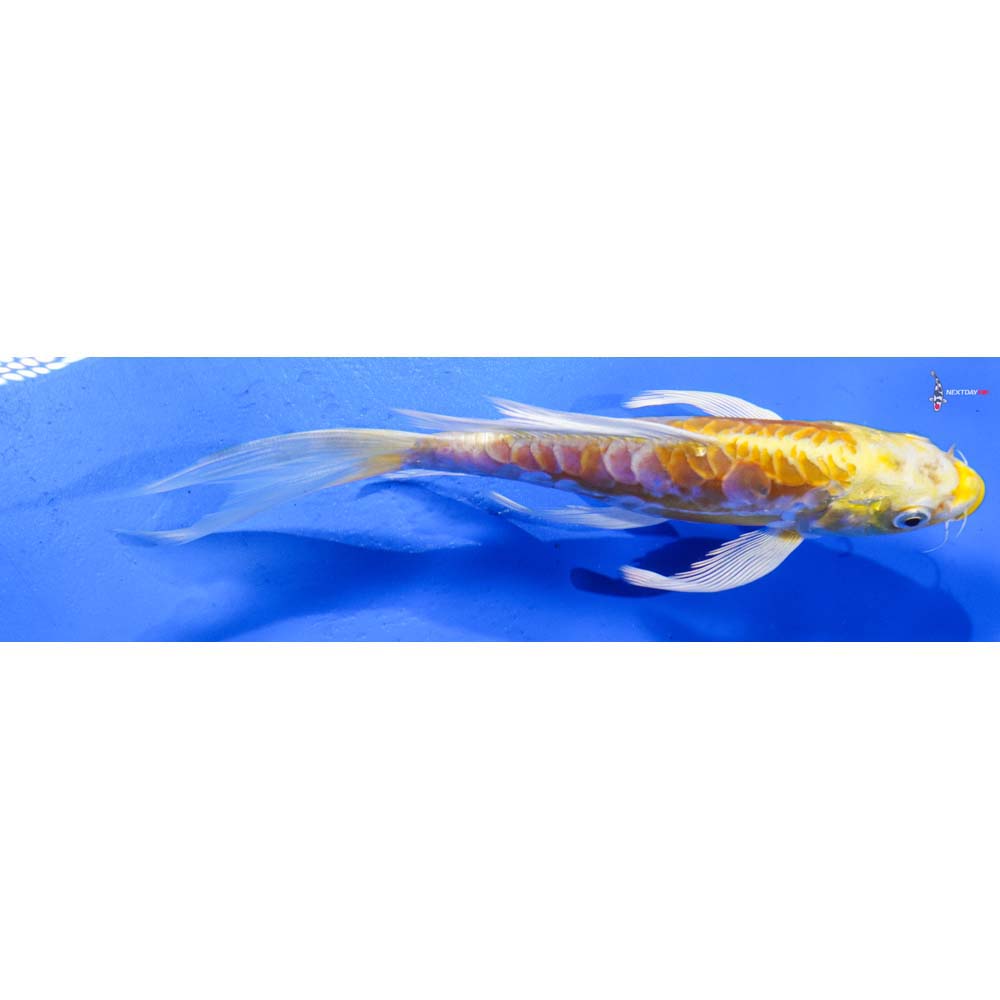 7” Imported Doitsu Lemon Hariwake Butterfly Koi