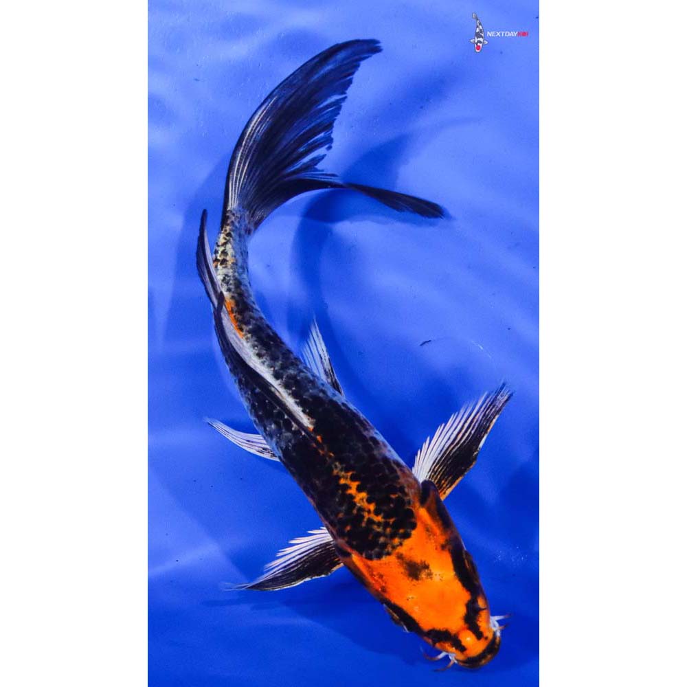 7” Imported Kujaku Butterfly Koi