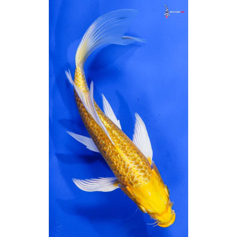 7” Imported Gin Rin Yamabuki Ogon Butterfly Koi