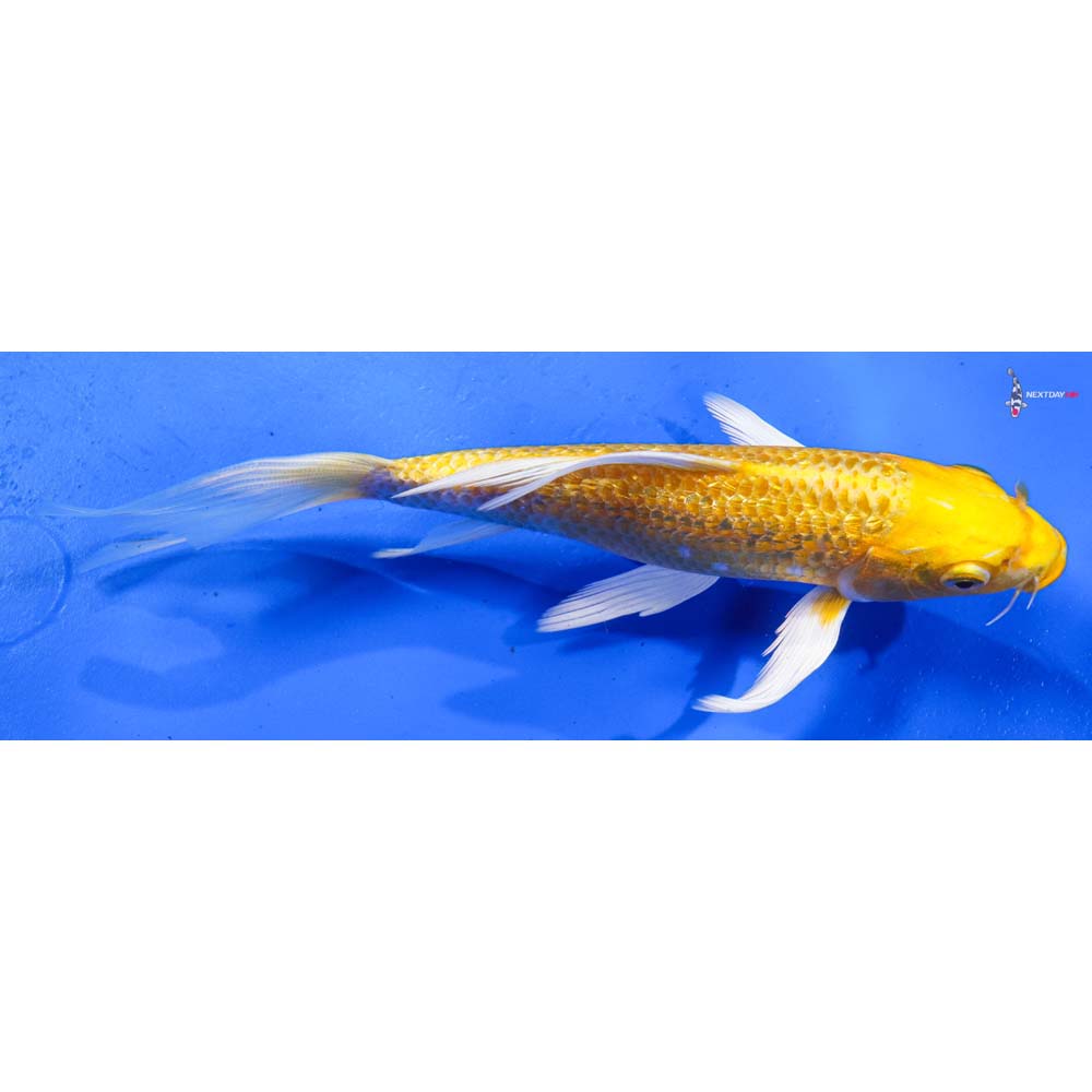 7” Imported Gin Rin Yamabuki Ogon Butterfly Koi
