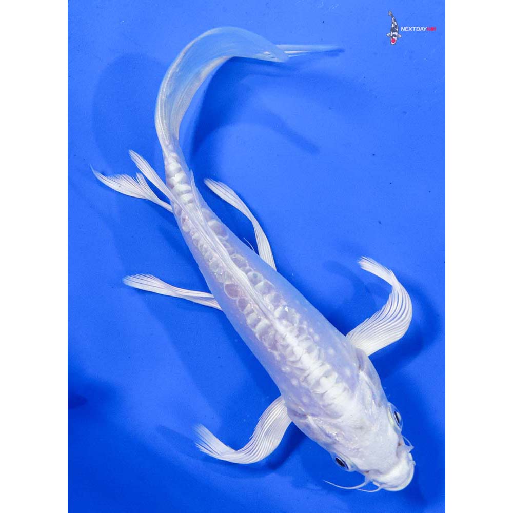7” Imported Doitsu Platinum Ogon Butterfly Koi