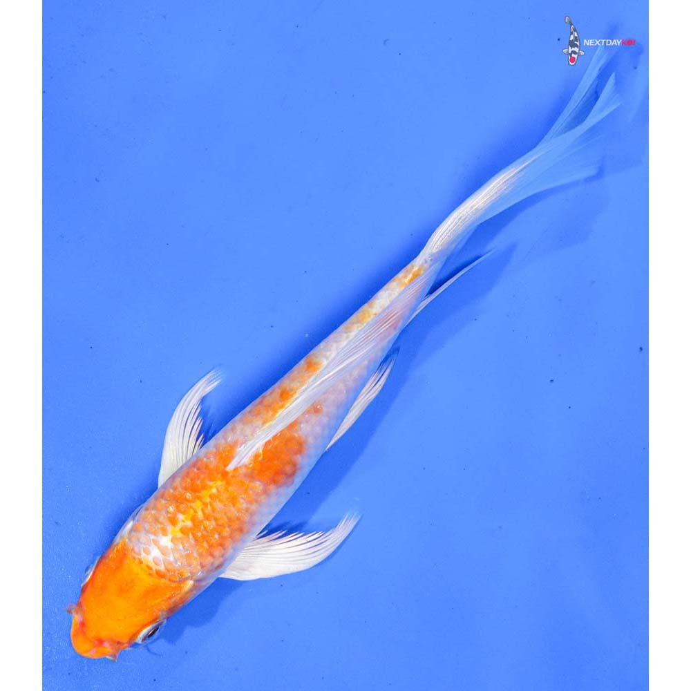 7” Imported Hariwake Butterfly Koi