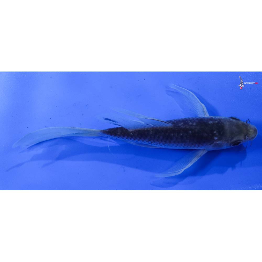7” Imported Soragoi Butterfly Koi
