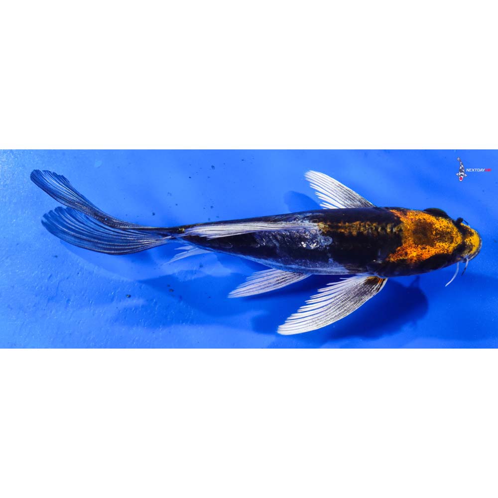 6.5” Imported Kin Kikokuryu Butterfly Koi