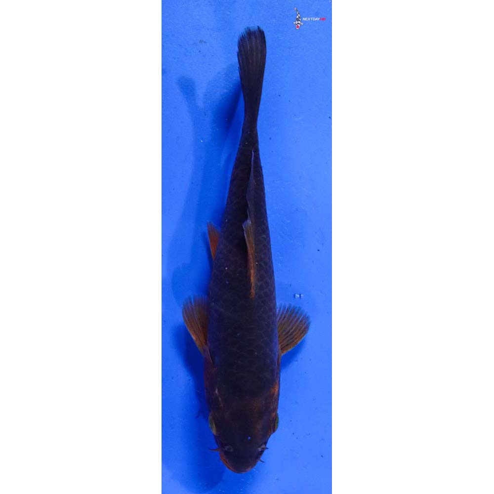 6” Imported Chagoi