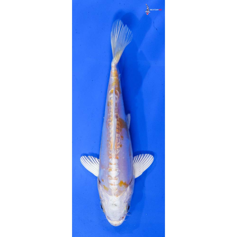 6” Imported Doitsu Lemon Hariwake