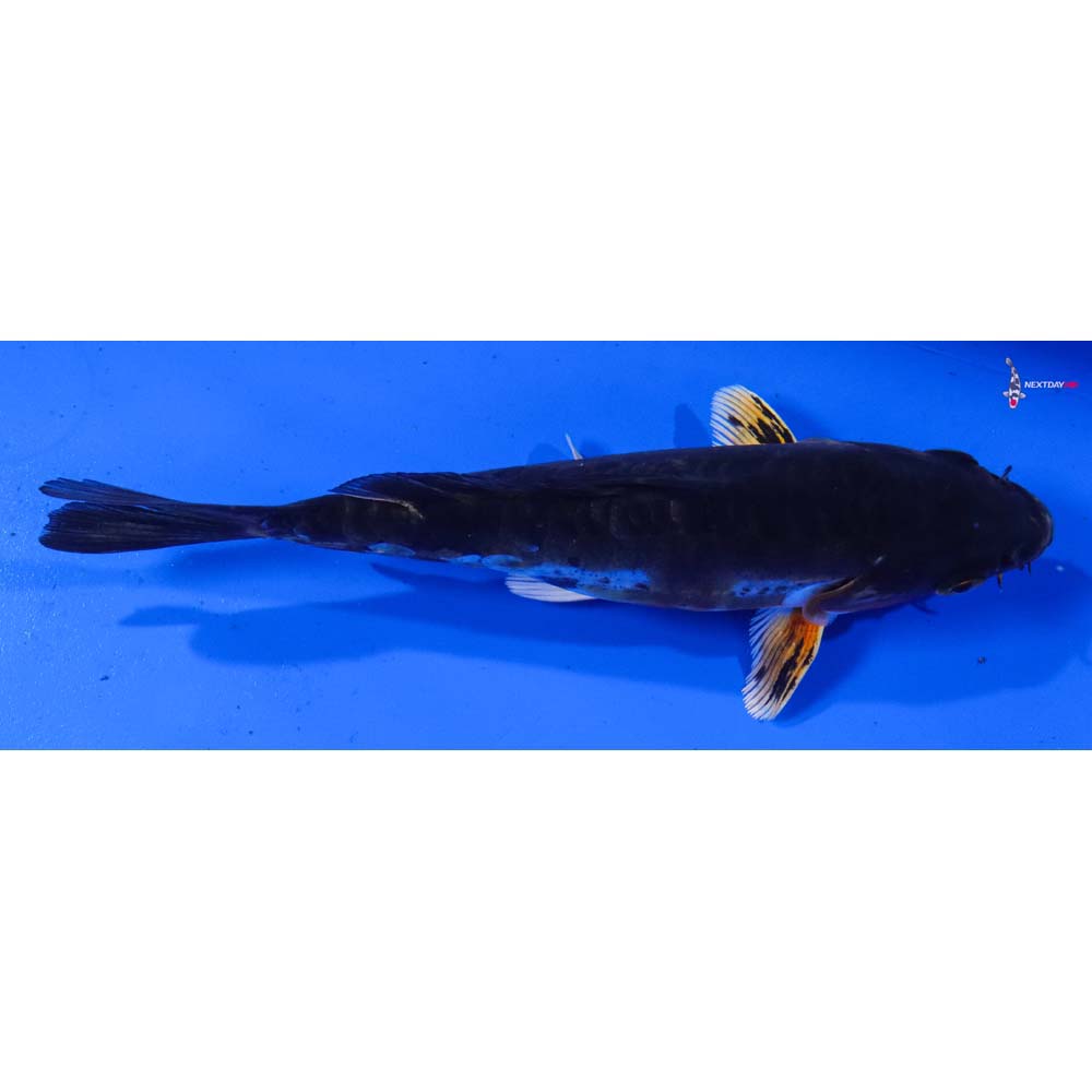 6” Imported Doitsu Ochiba Shigure