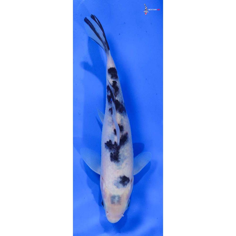 6” Imported Shiro Bekko