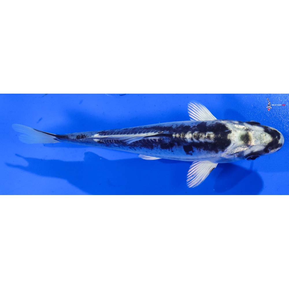 6” Imported Doitsu Blue Gin Matsuba