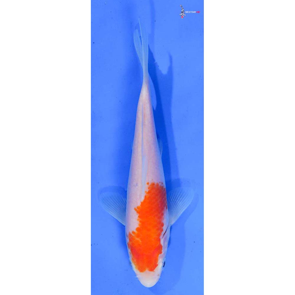 6.5” Imported Kohaku