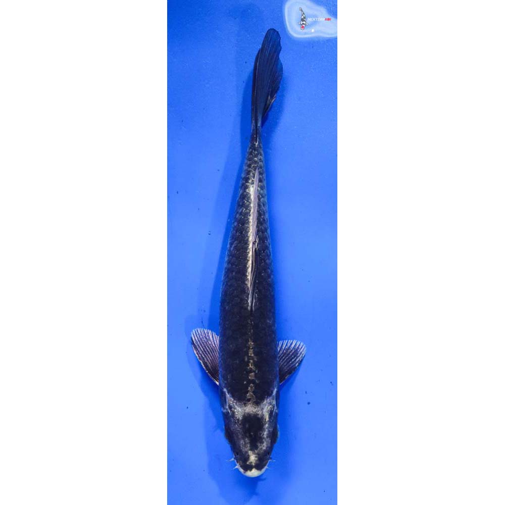 6.5” Imported Gin Matsuba