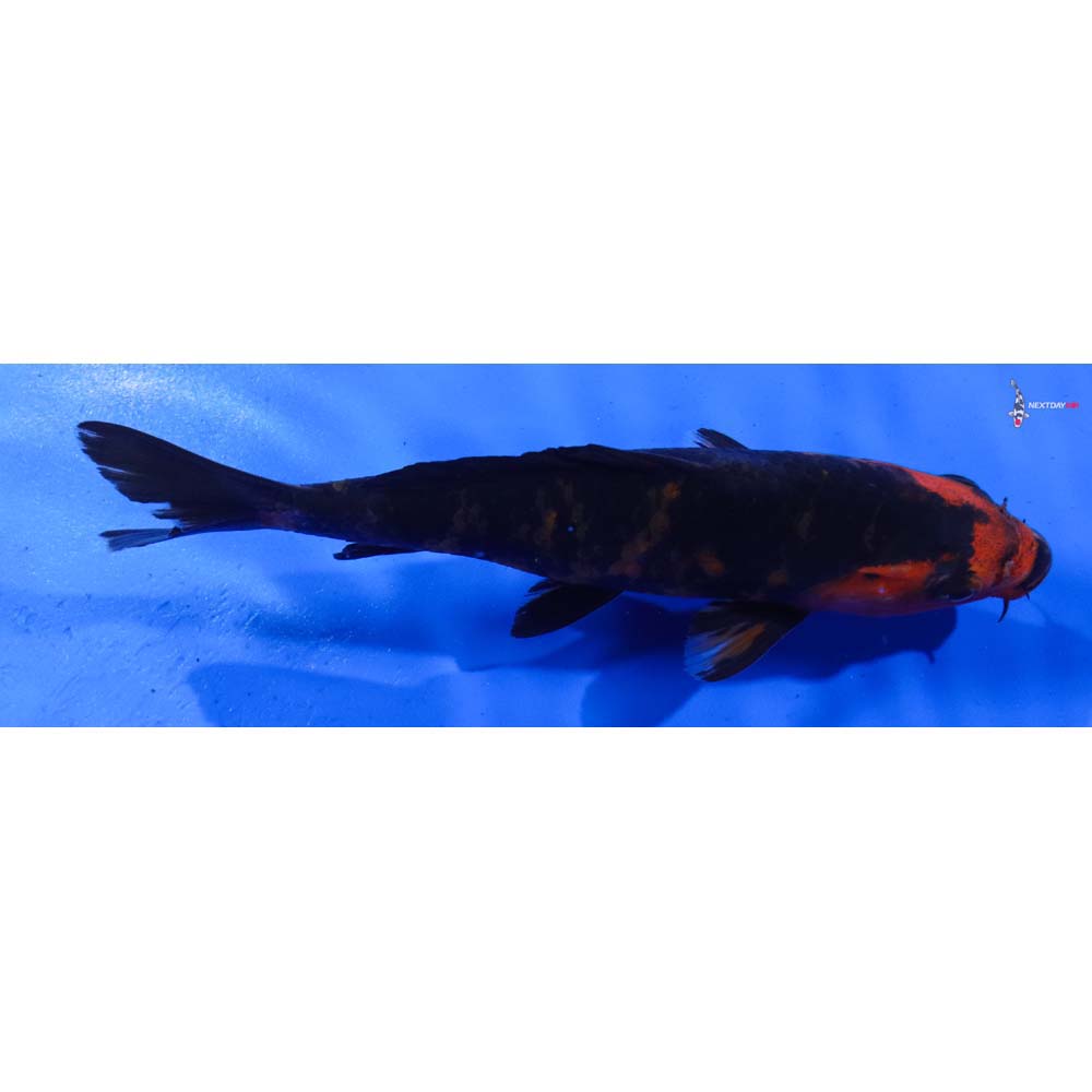 7” Imported Aka Bekko