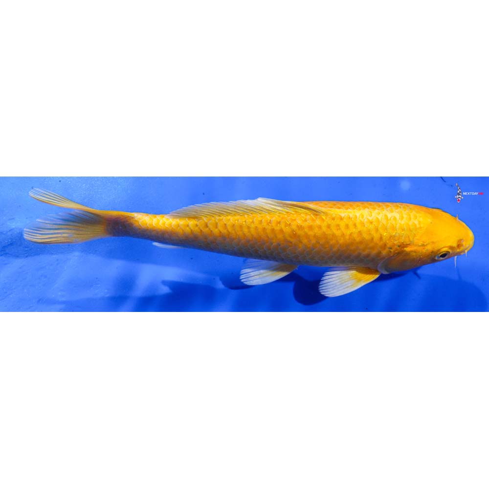 7.5” Imported Yamabuki Ogon