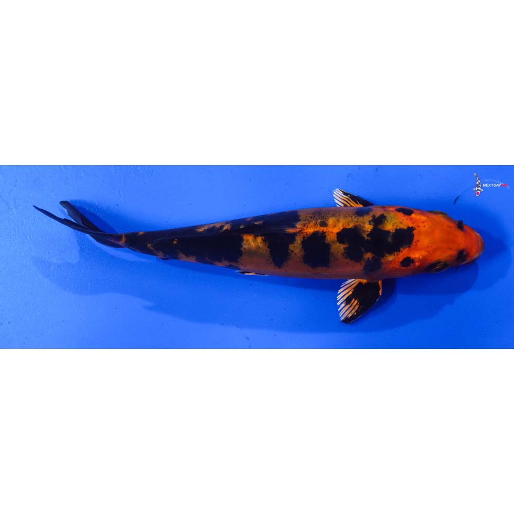 6” Imported Doitsu Kin Aka Bekko