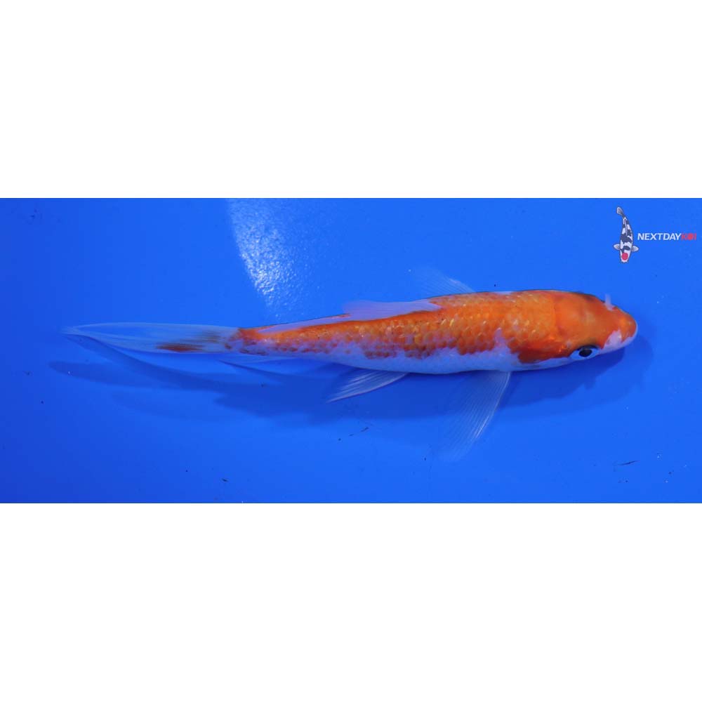 4.5” Imported Kohaku Butterfly Koi