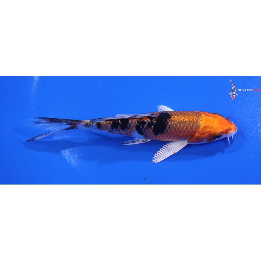 4.5” Imported Yamato Nishiki Butterfly Koi