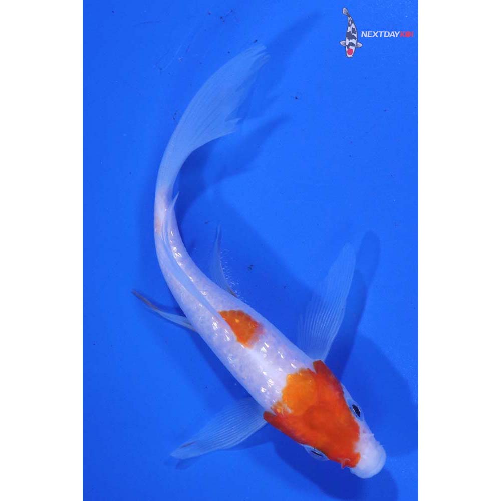 4.5” Imported Gin Rin Kohaku Butterfly Koi