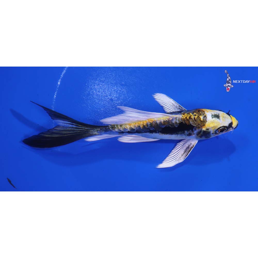 4.5” Imported Kin Kikokuryu Butterfly Koi